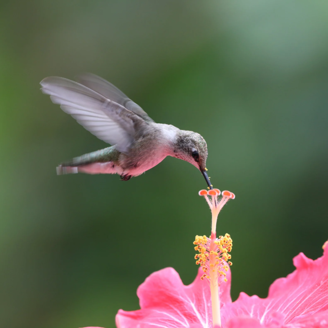 Mini - Blog: Who's That Pollinator?