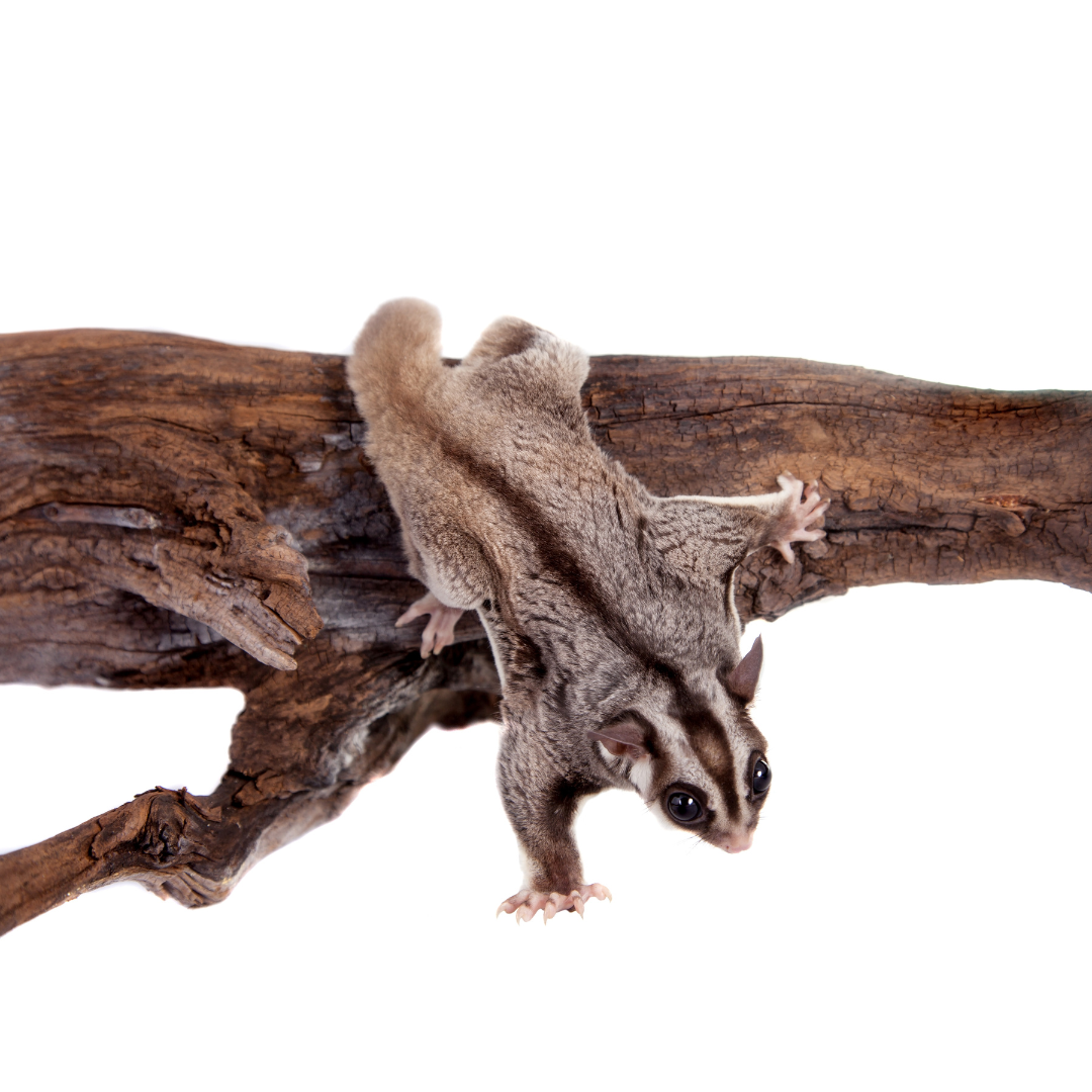 Mini-Blog: Who's That Pollinator?