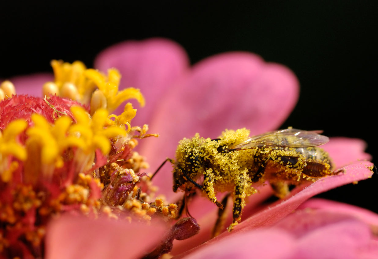 Close up of a bee covered in pollen while resting on and pollinating a pink flower.