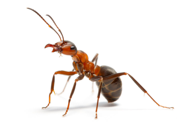 Harvester ant against a white background.