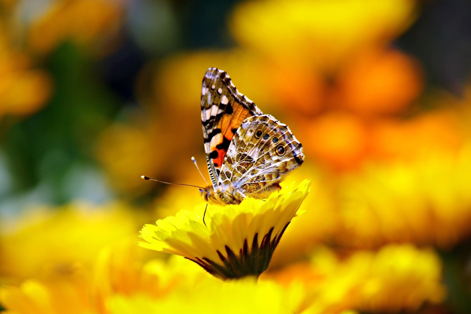 Butterfly with orange, white, red, and black markings resting on a yellow flower with more yellow flowers in a blurry background.