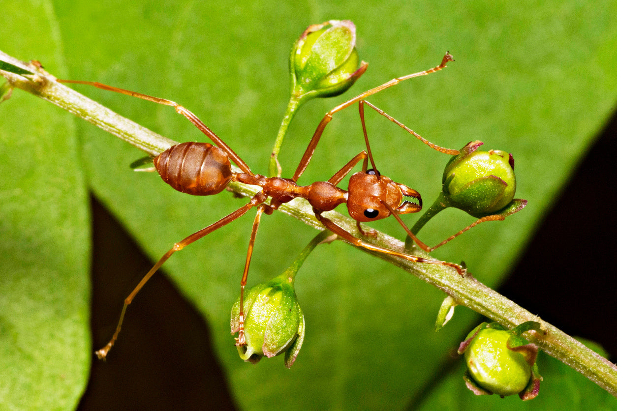 Close up of a harvester ant on a twig with green leaves in the background.