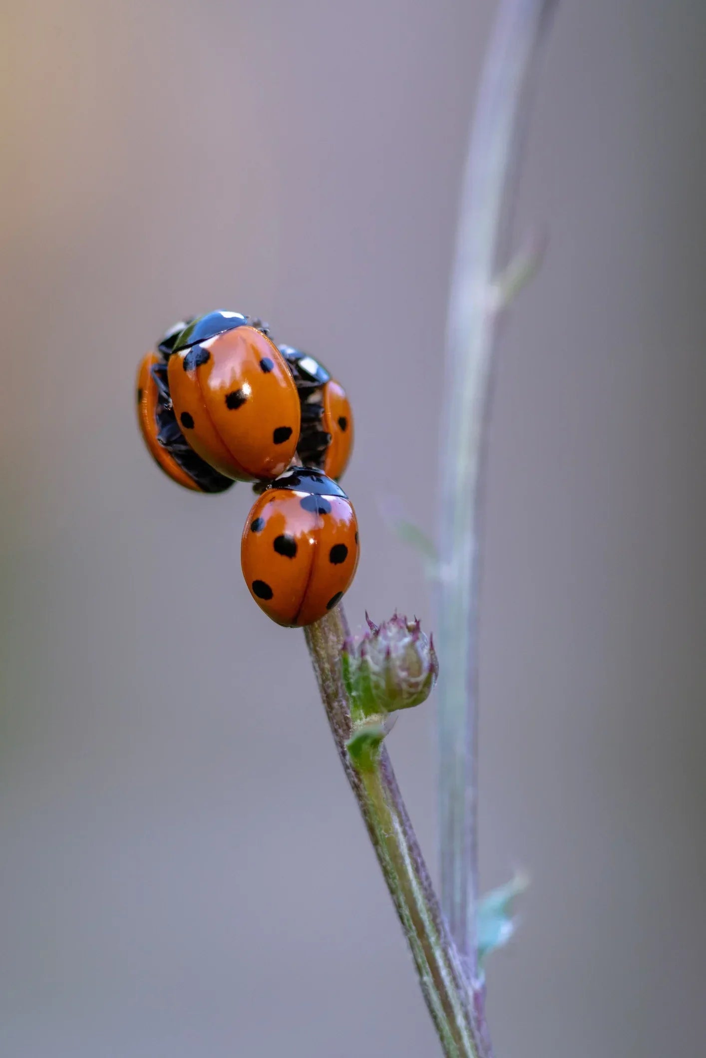 A group of ladybugs congregating on a small flower.