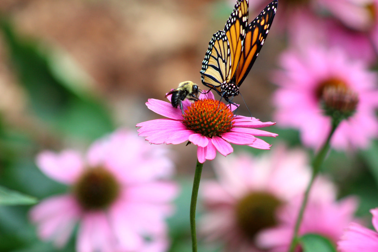 A butterfly and a bee sitting on a pink flower together with blurry pink flowers in the background.