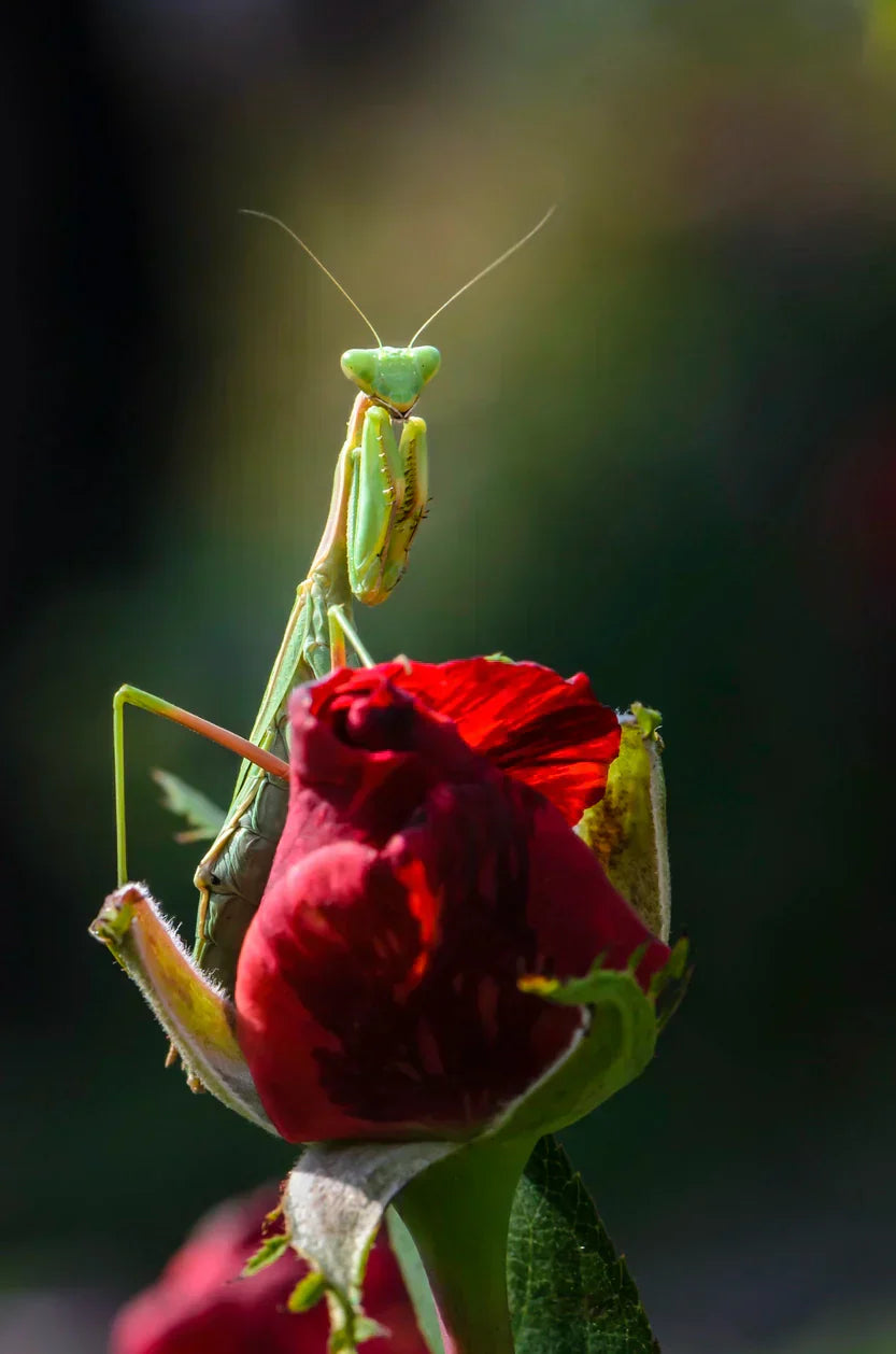 Praying mantis sitting on top of a rose.