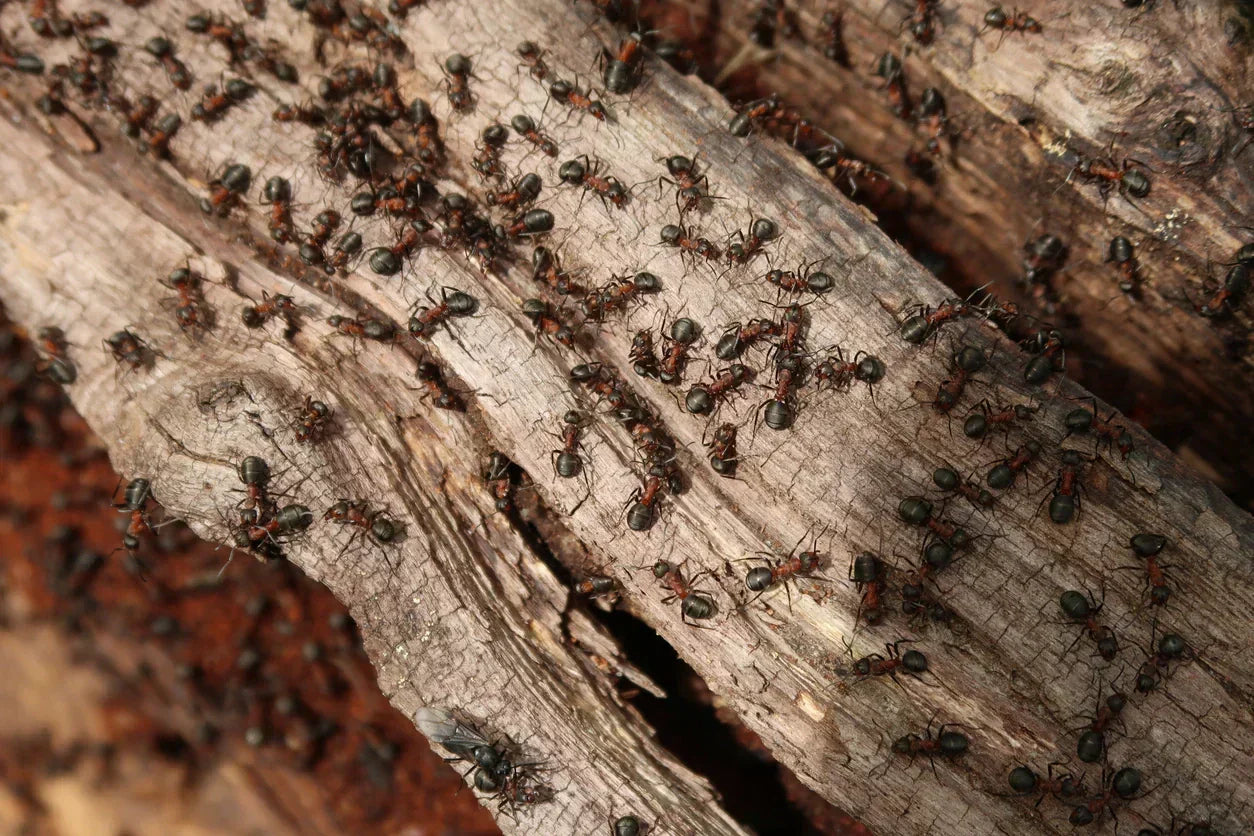 A large group of ants congregating on a log.