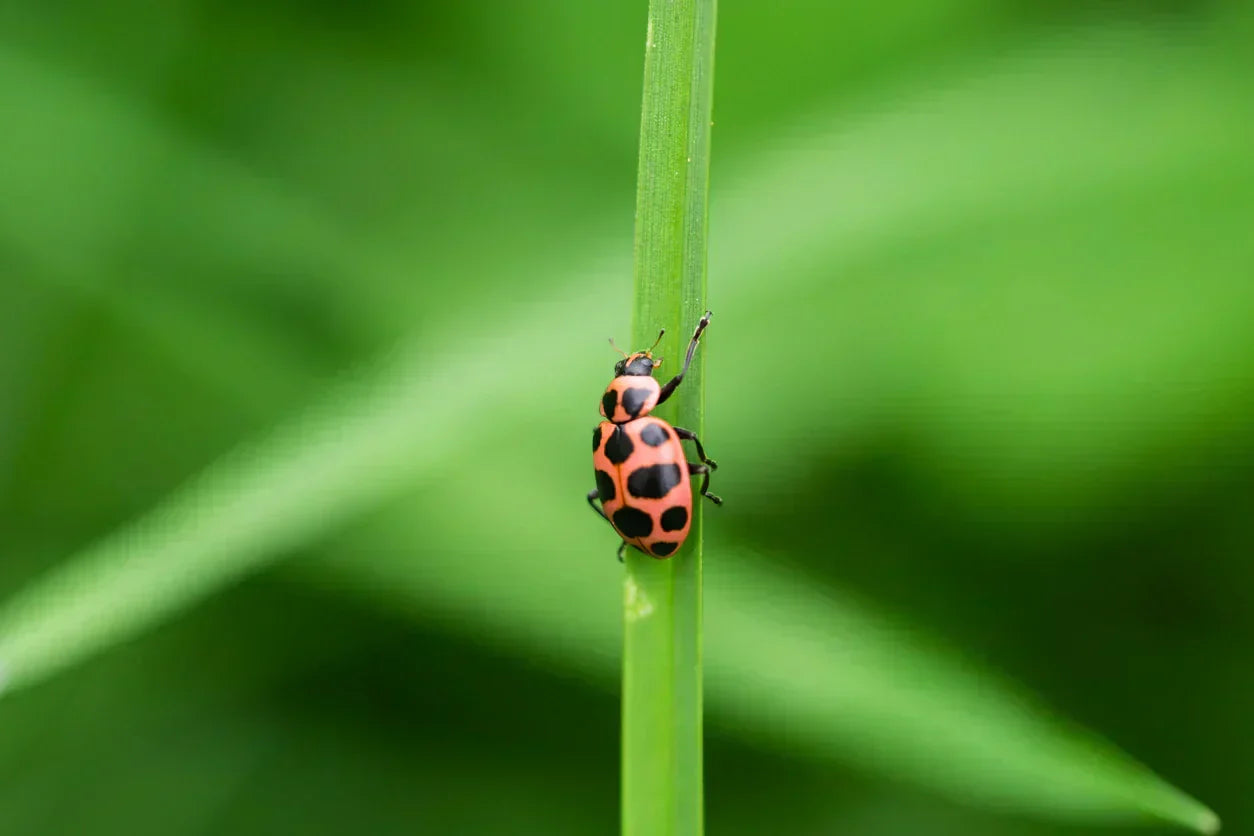 Ladybug climbing a blade of grass.