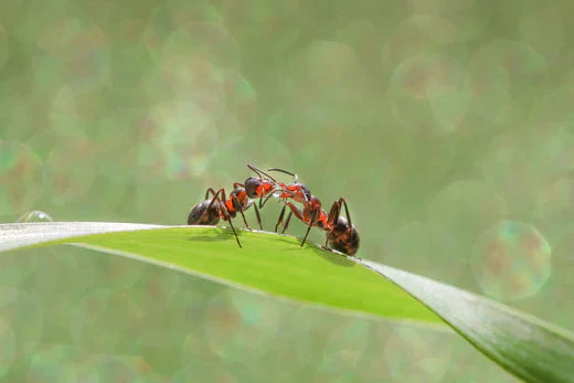 Two red and black ants interacting on a leaf with a blurry background.