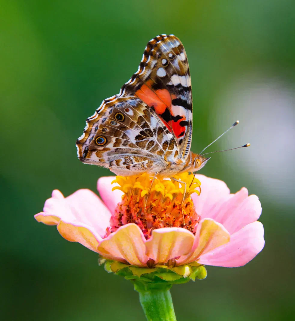 A pollinating butterfly on a pink flower against a blurry green background.
