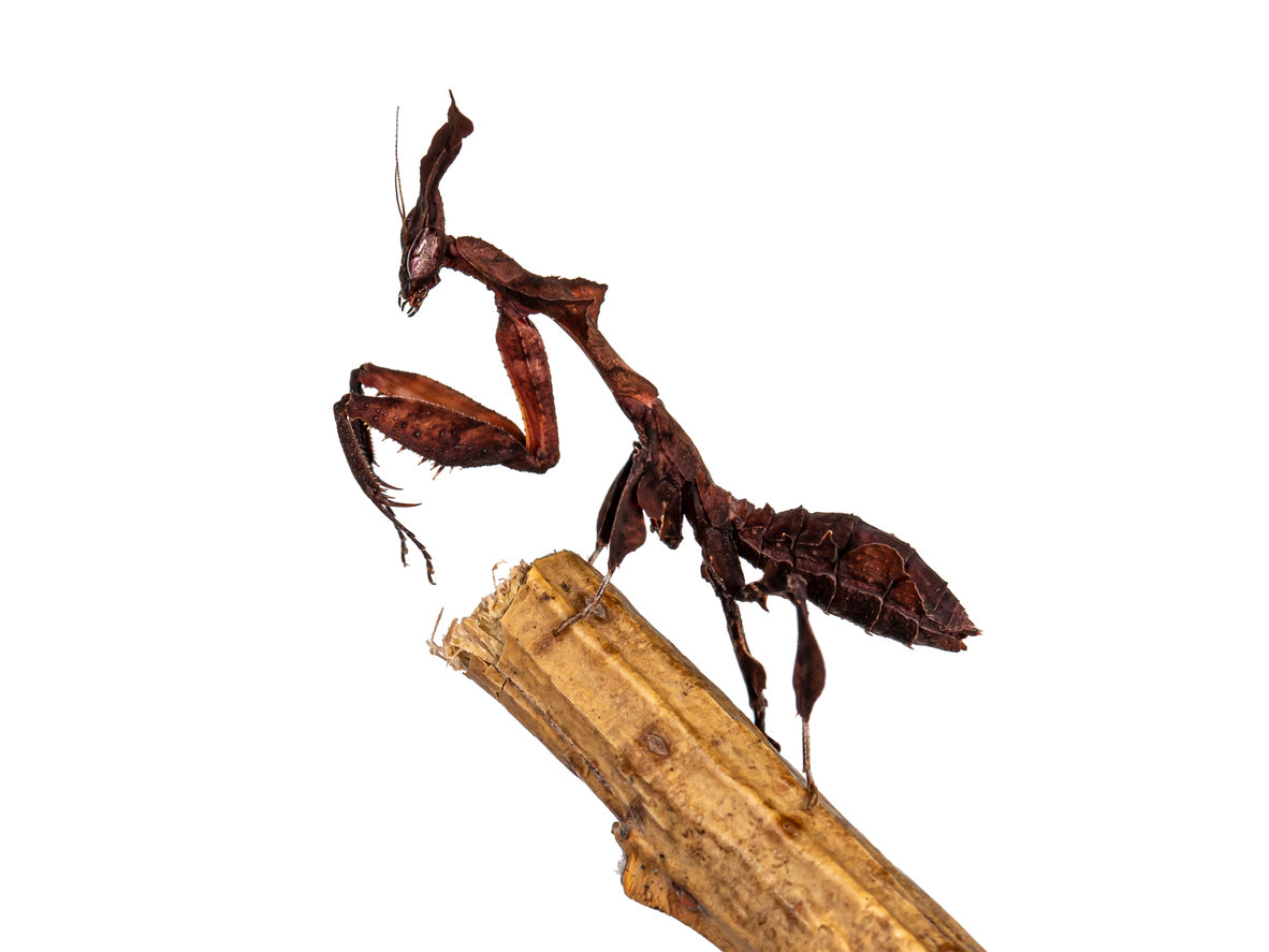 Brown praying mantis on a small branch against a white background.