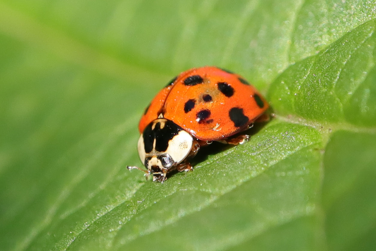 Ladybug sitting on a green leaf.