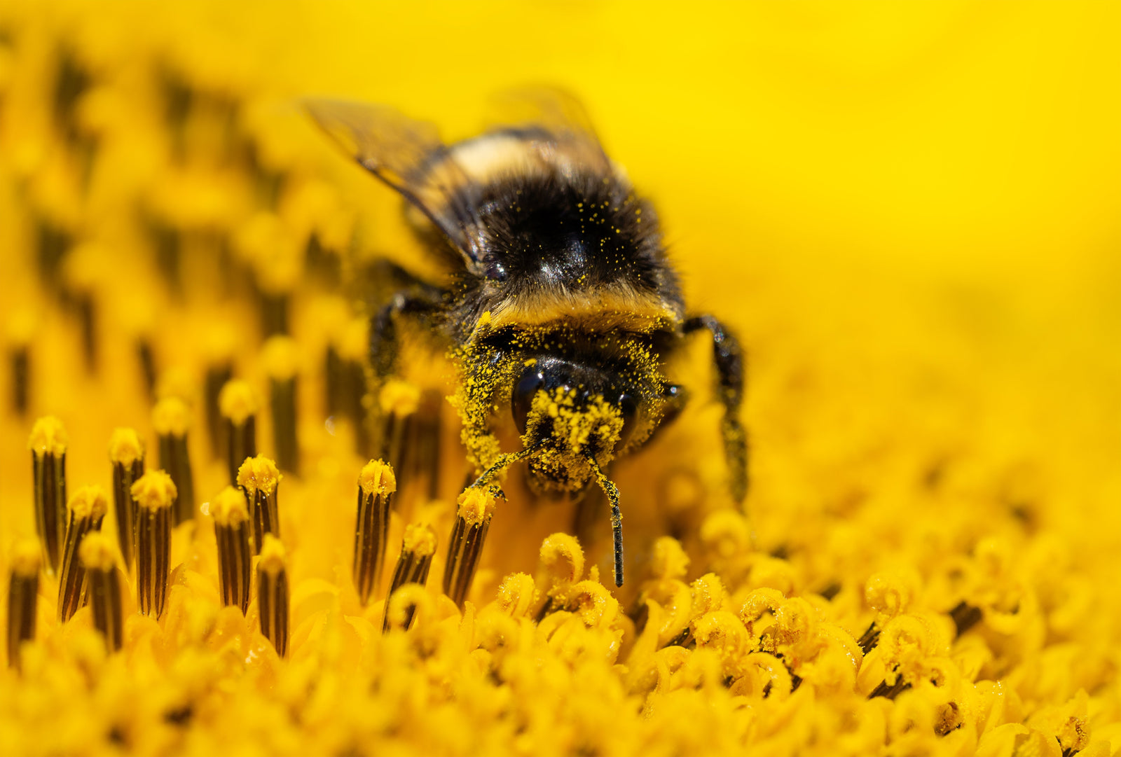 Mini-Blog: Who's That Pollinator?