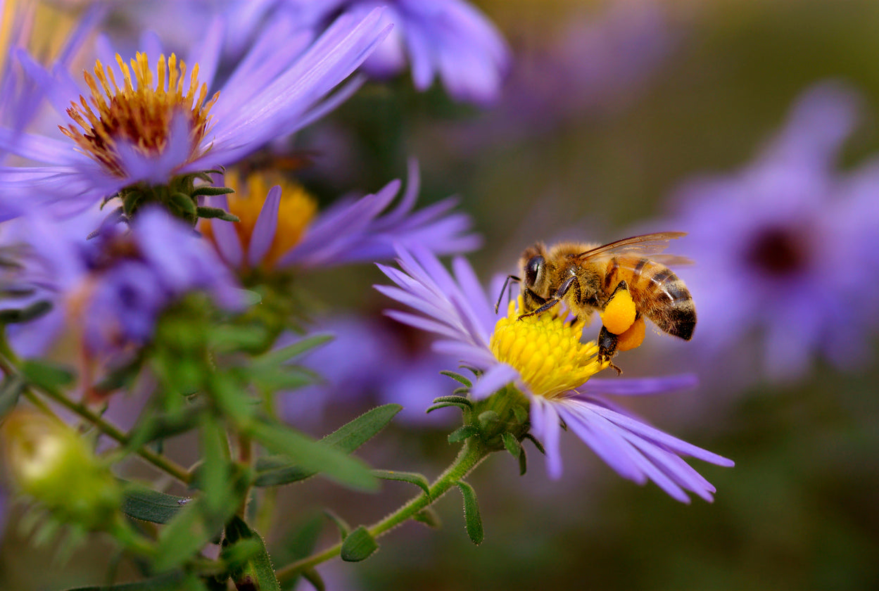 History of National Pollinator Month