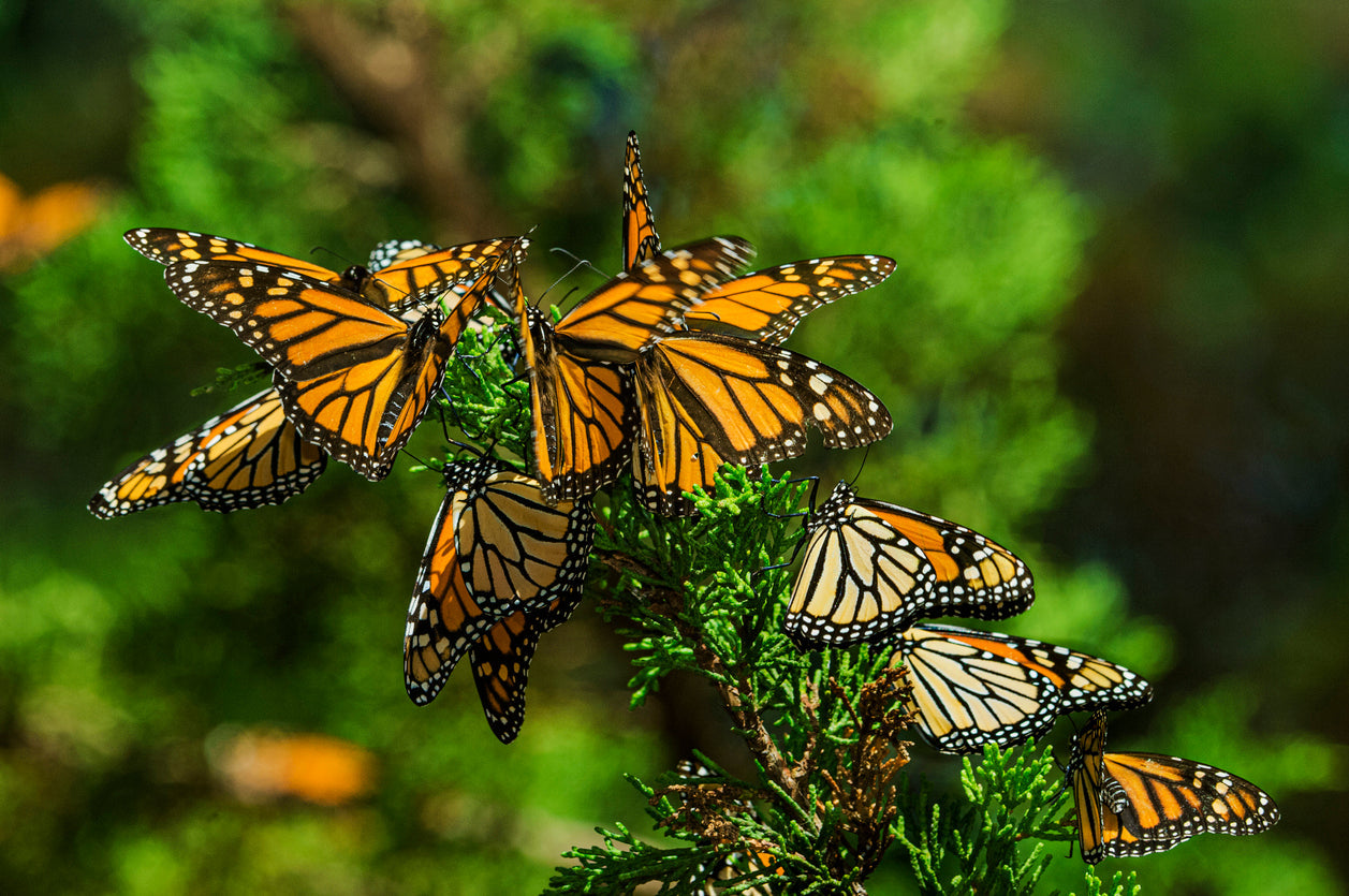 A large group of Monarch butterflies congregating on a plant with a blurry background.
