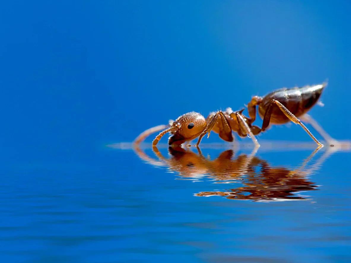 A lone harvester ant drinking from a pool of clear blue water.