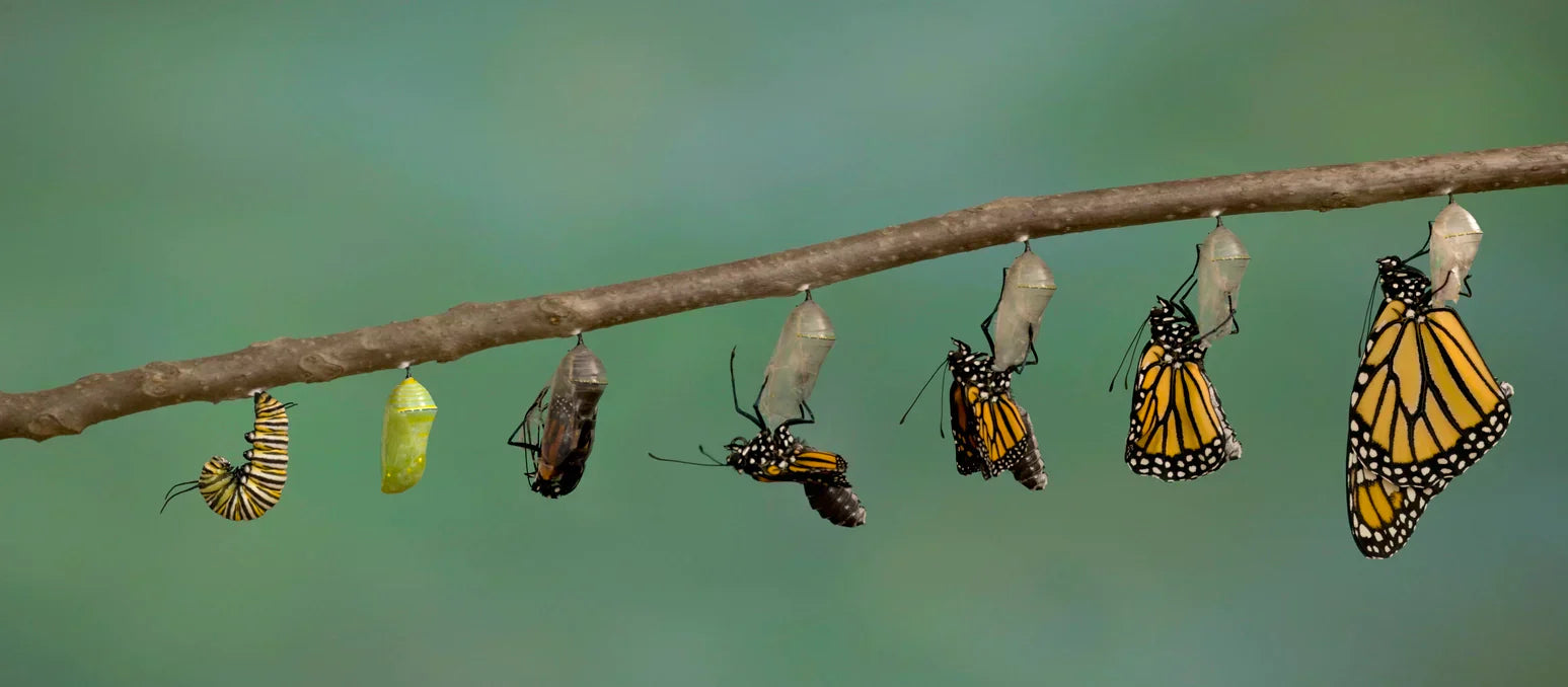 Individual stages of butterfly metamorphosis