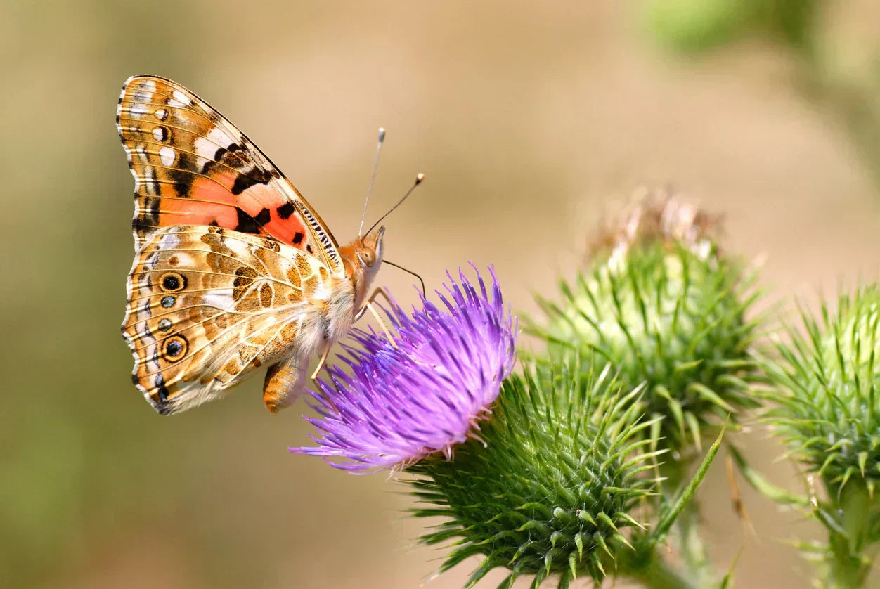 Painted lady butterfly on a purple plant with a blurred background.
