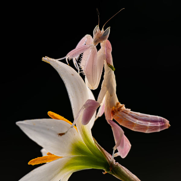 ご覧頂きありがとうございました♪ praying mantisです。 Cultural Symbolism of the Praying Mantis - Insect Lore
