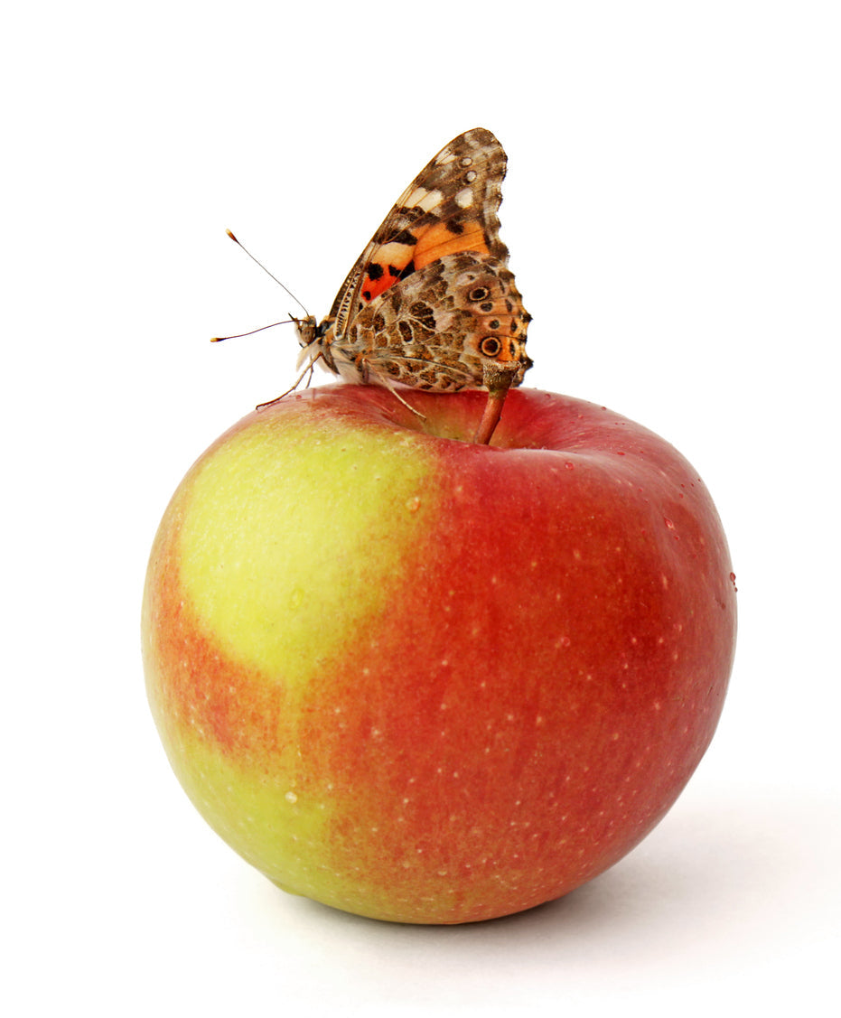 Butterfly resting on an apple against a white background.