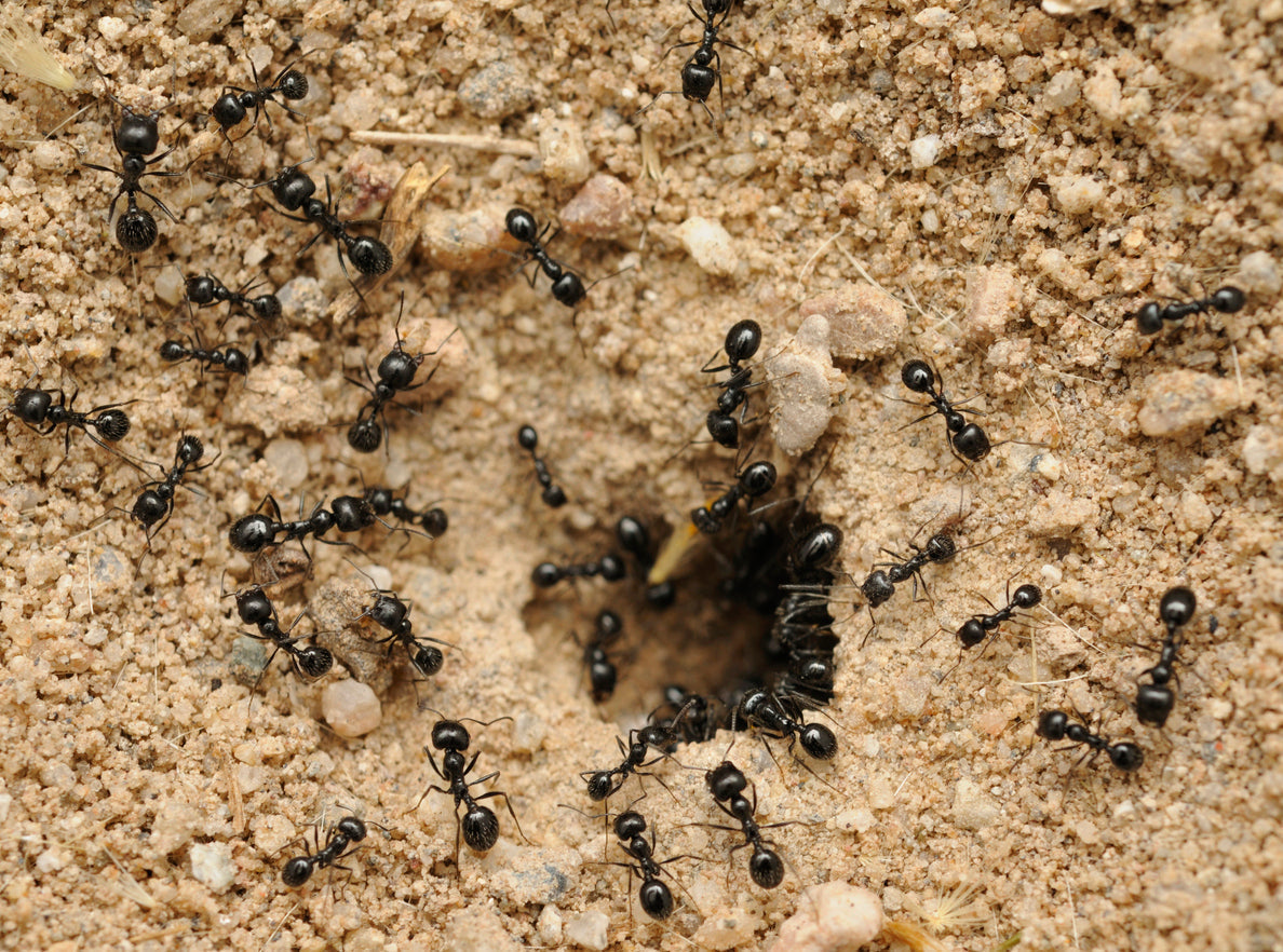 A small group of black ants at the entrance of their supercolony in the brown dirt.