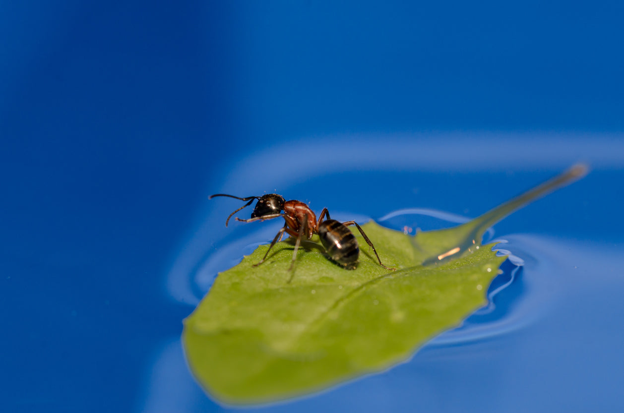 A lone ant standing on a lead that's floating on blue water.