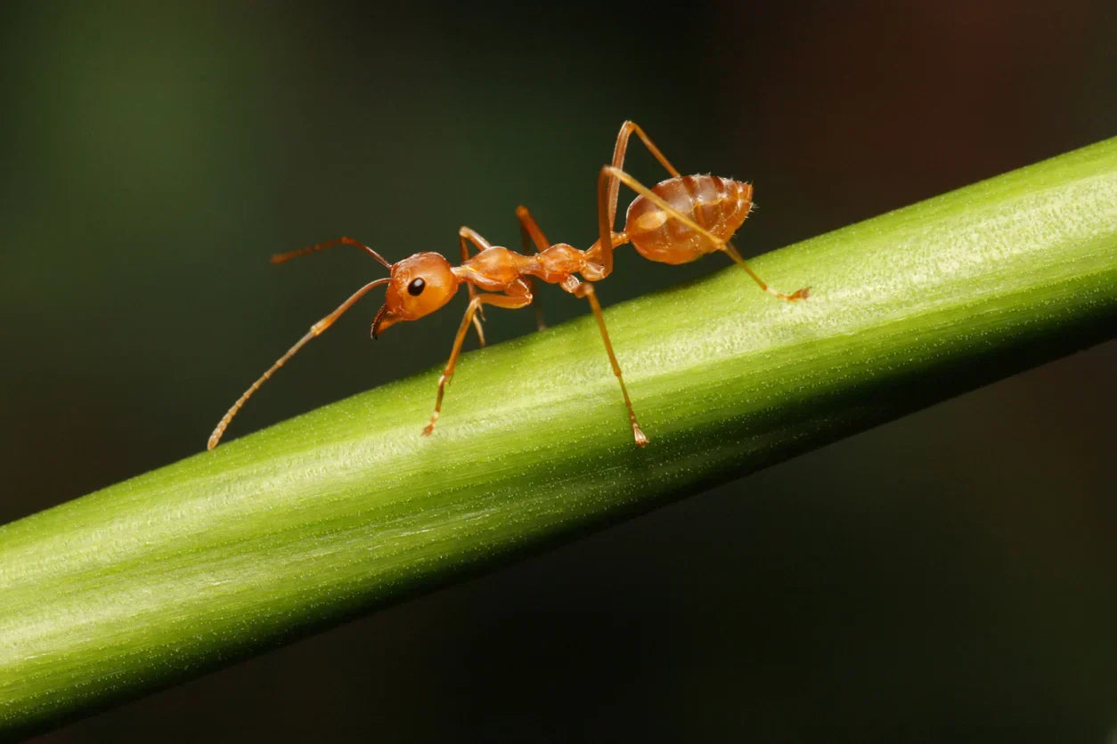 A brown ant sitting on a leaf stem with a blurry green and black background.