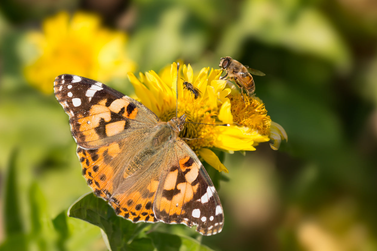 Common Summer Insects to Explore with Children Over Break