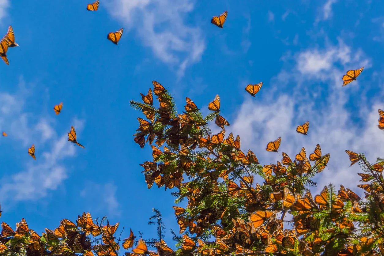A large group of butterflies flocking around a tree with a bright blue sky in the background.