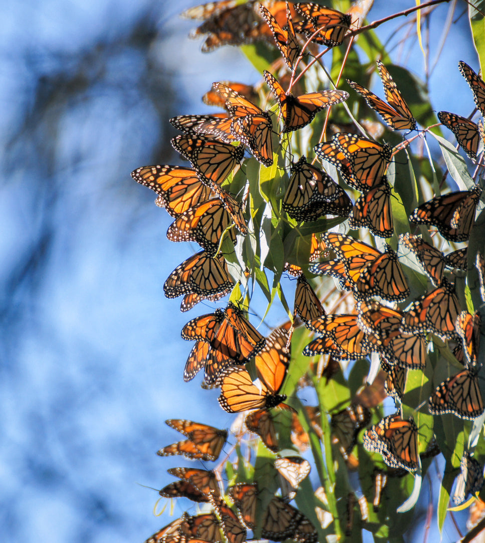 A large group of Monarch butterflies gathered on a bunch of leaves on a branch.