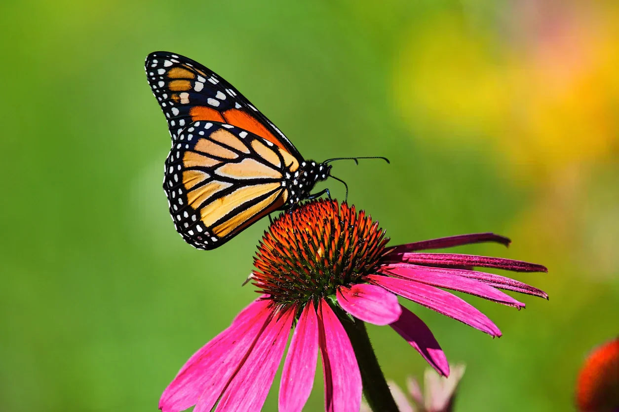 Painted Lady Butterfly resting on a pink flower with a blurred green background.