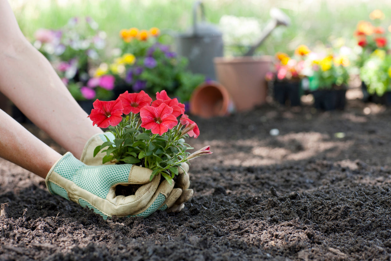 Two gloved hands planting a pink flowering plant in dark, freshly-tilled soil.
