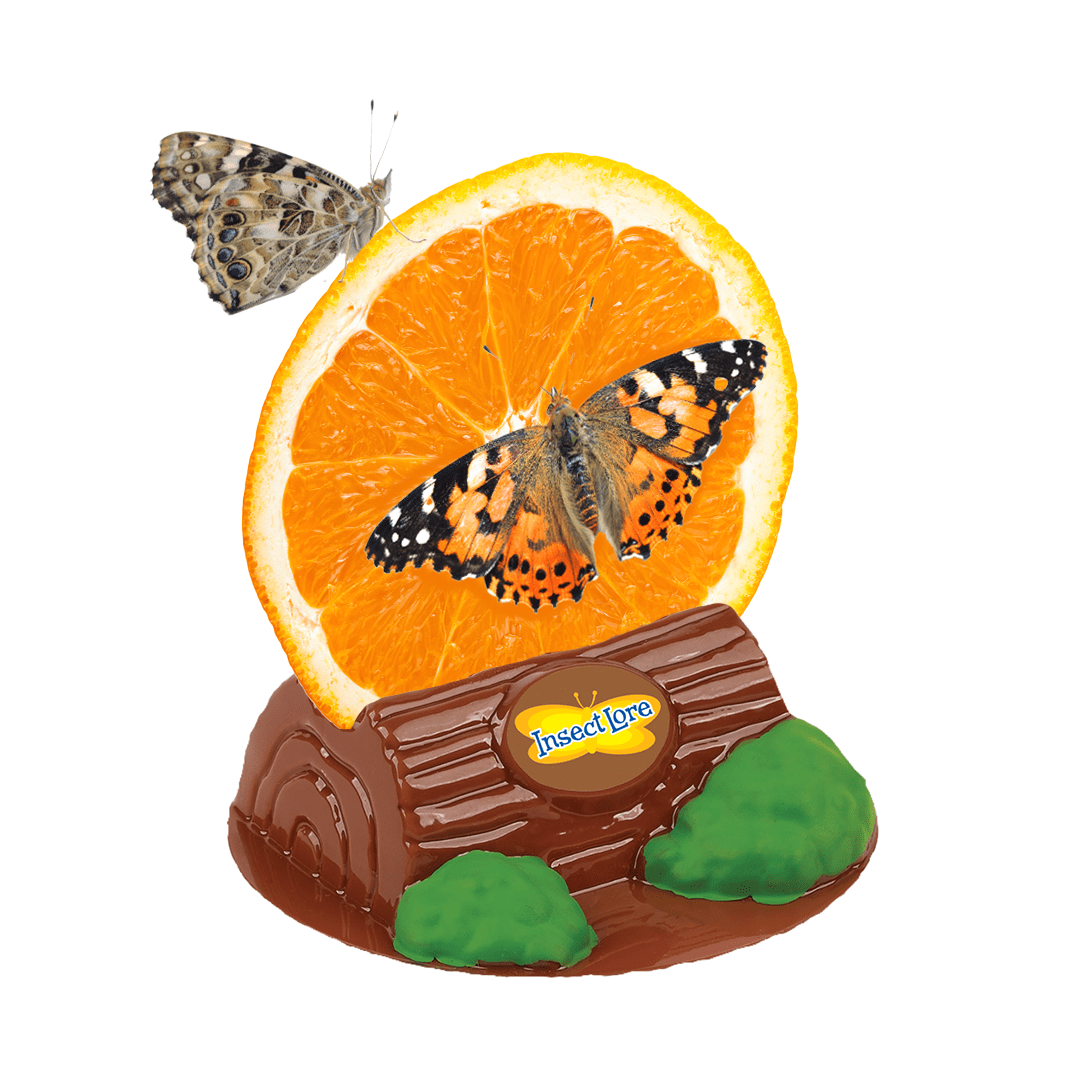 Butterfly Garden® Birthday Kit with Live Caterpillars