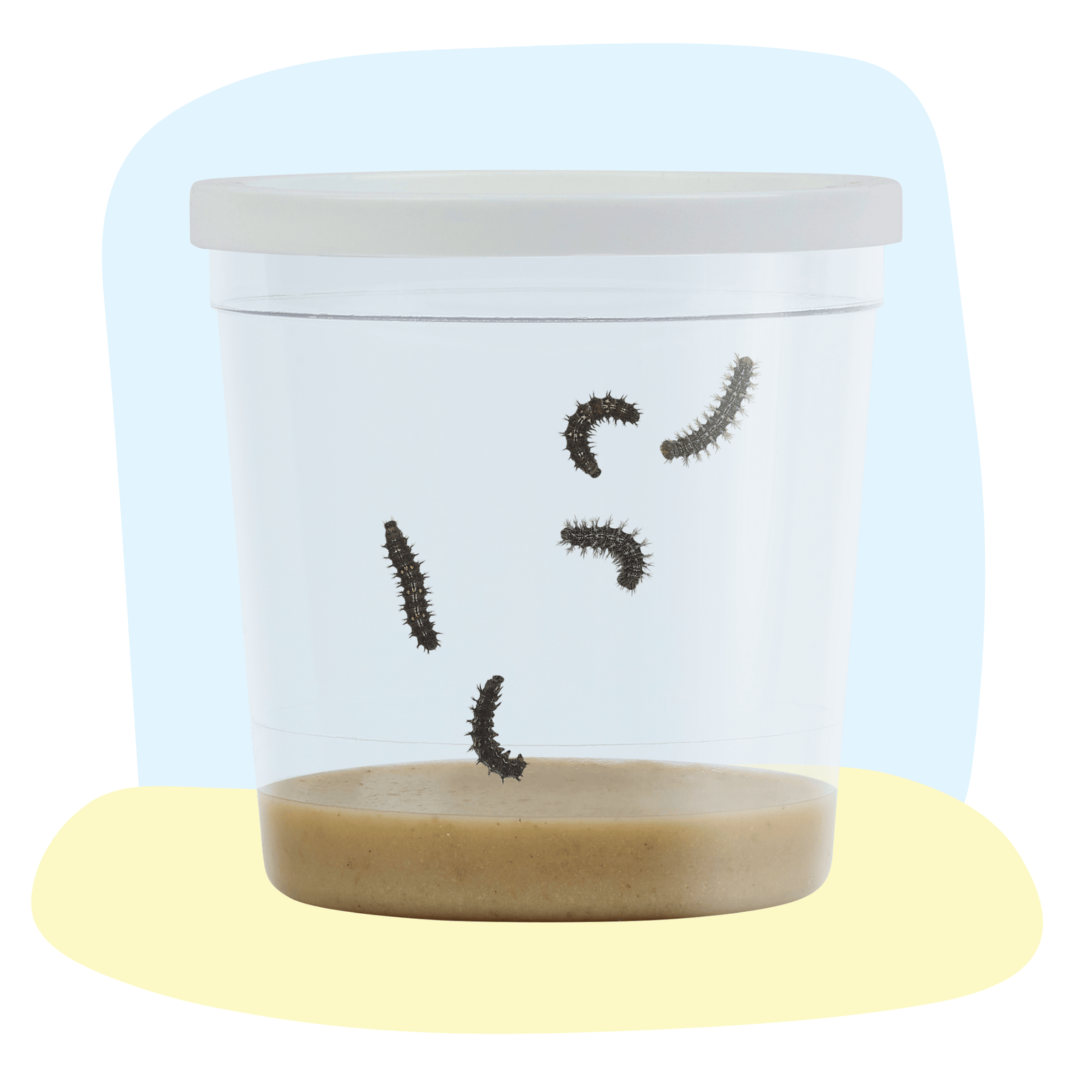 Spring Beginnings Bundle with Live Caterpillars and Easter Card