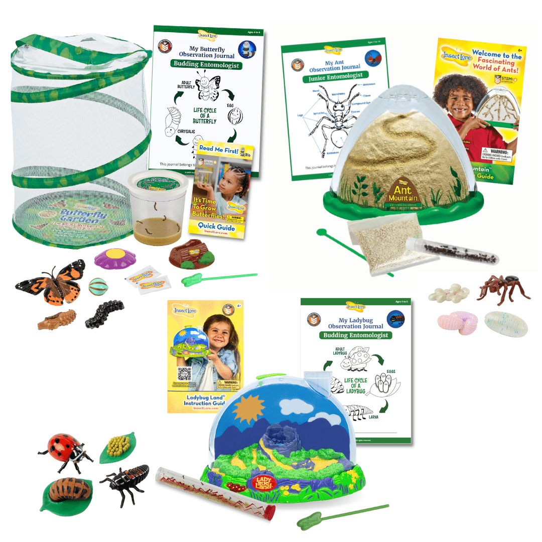 Summer Bug Camp - In My Room