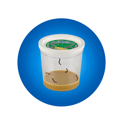 Cup of 5 Baby Caterpillars on a blue circle background