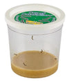 Clear cup with 5 baby caterpillars, white lid, and brown food at the bottom.