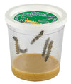 Clear cup with 5 large caterpillars, a white lid, and brown food mixture at the bottom.