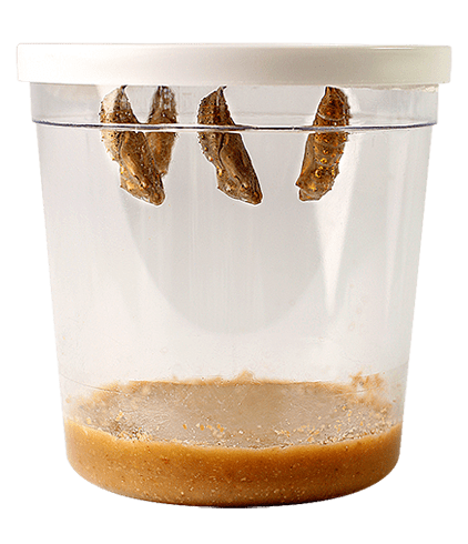 5 chrysalides hanging from white lid in clear cup with brown food at the bottom.