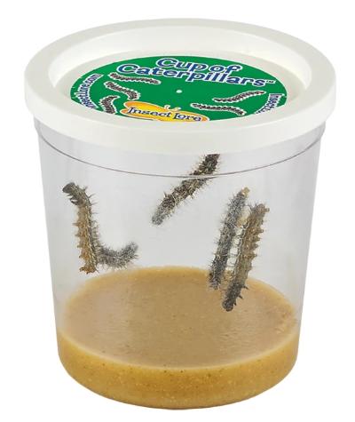 Clear cup with 5 large caterpillars, a white lid, and brown food mixture at the bottom.