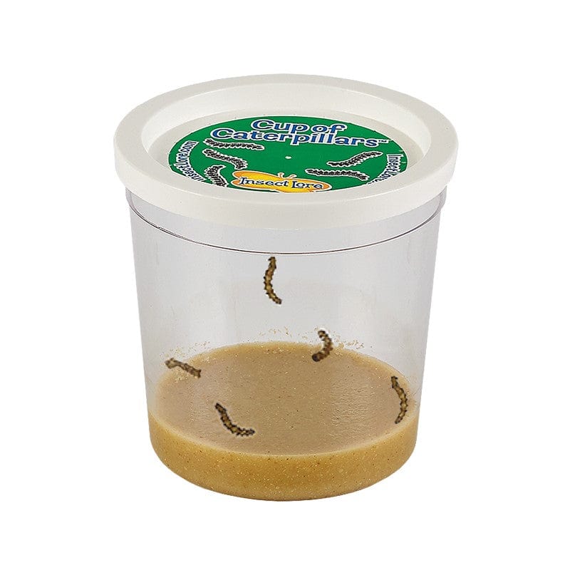 Clear cup of five baby caterpillars with lid and brown food mixture at the bottom.