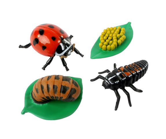 Ladybug Life Cycle Stages - Special Offer!