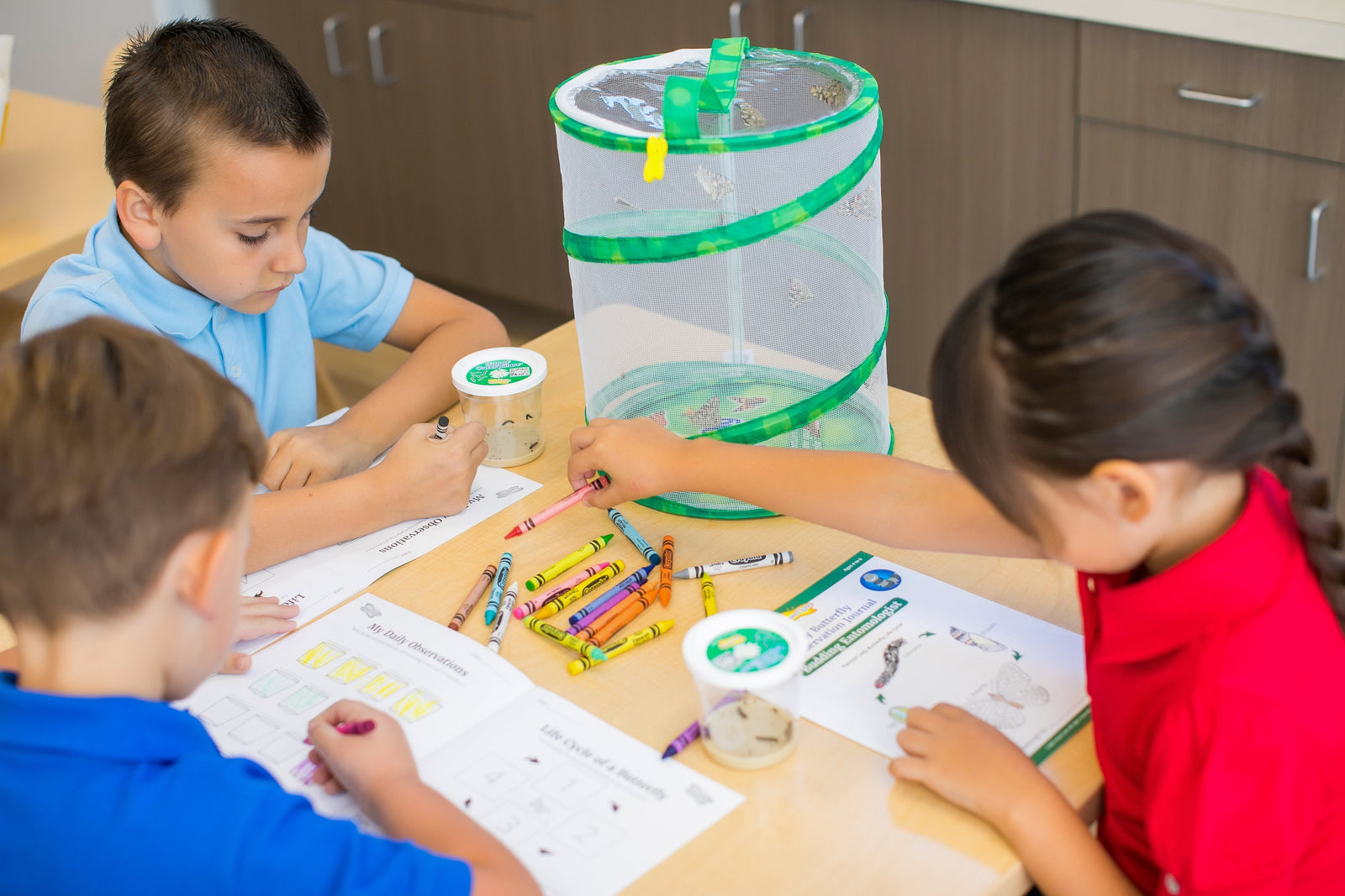 How to Create a Butterfly Life Cycle Project at Home for Summer Break