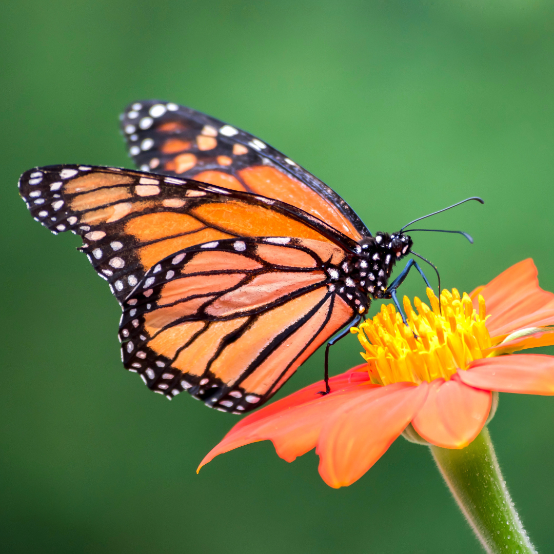 Mini Blog: Who's That Pollinator?