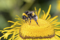 Ultimate Guide to Pollinators | Understanding the Different Types of ...