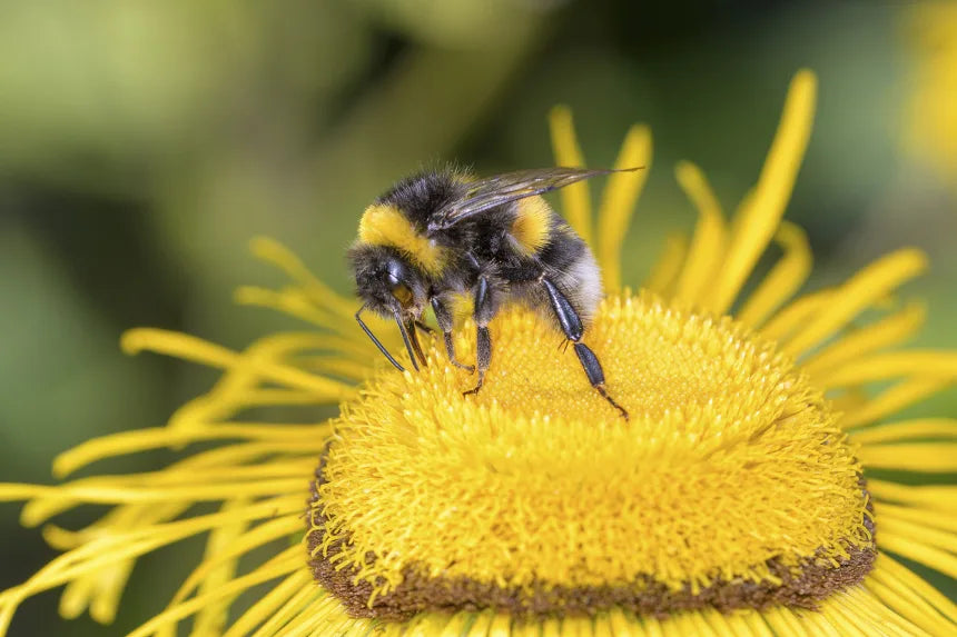 Ultimate Guide to Pollinators
