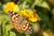 What Is It Like To Be an Entomologist?