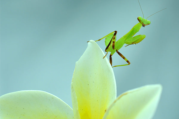 How Many Different Types of Praying Mantis Are There?
