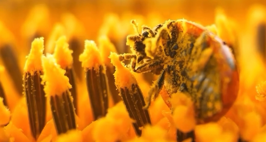 Mini-Blog: Who's That Pollinator?