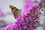 Butterfly Pollination