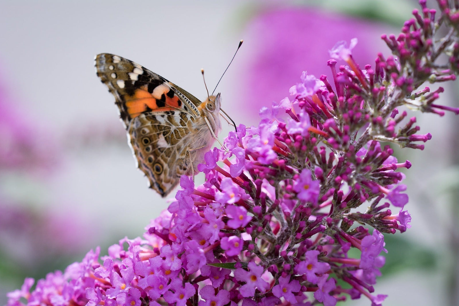 Painted Lady butterfly perched on a pink flowering plant.